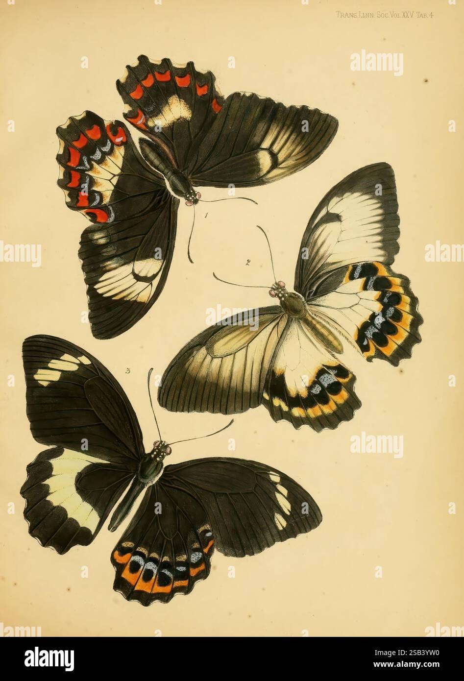 Composition showcases three beautifully illustrated butterflies hi-res ...