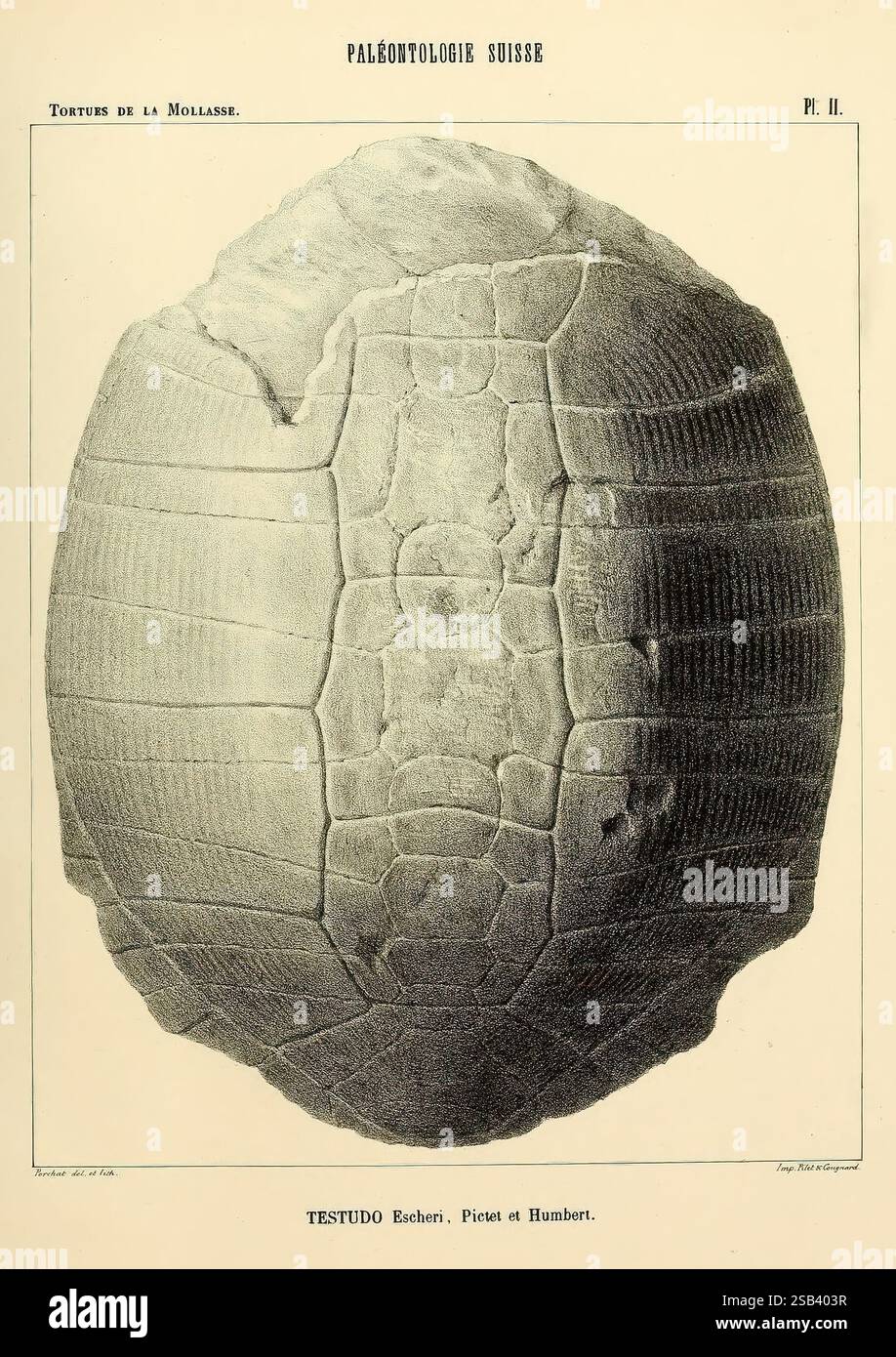 Eocene Turtle Shell Picset hi-res stock photography and images - Alamy