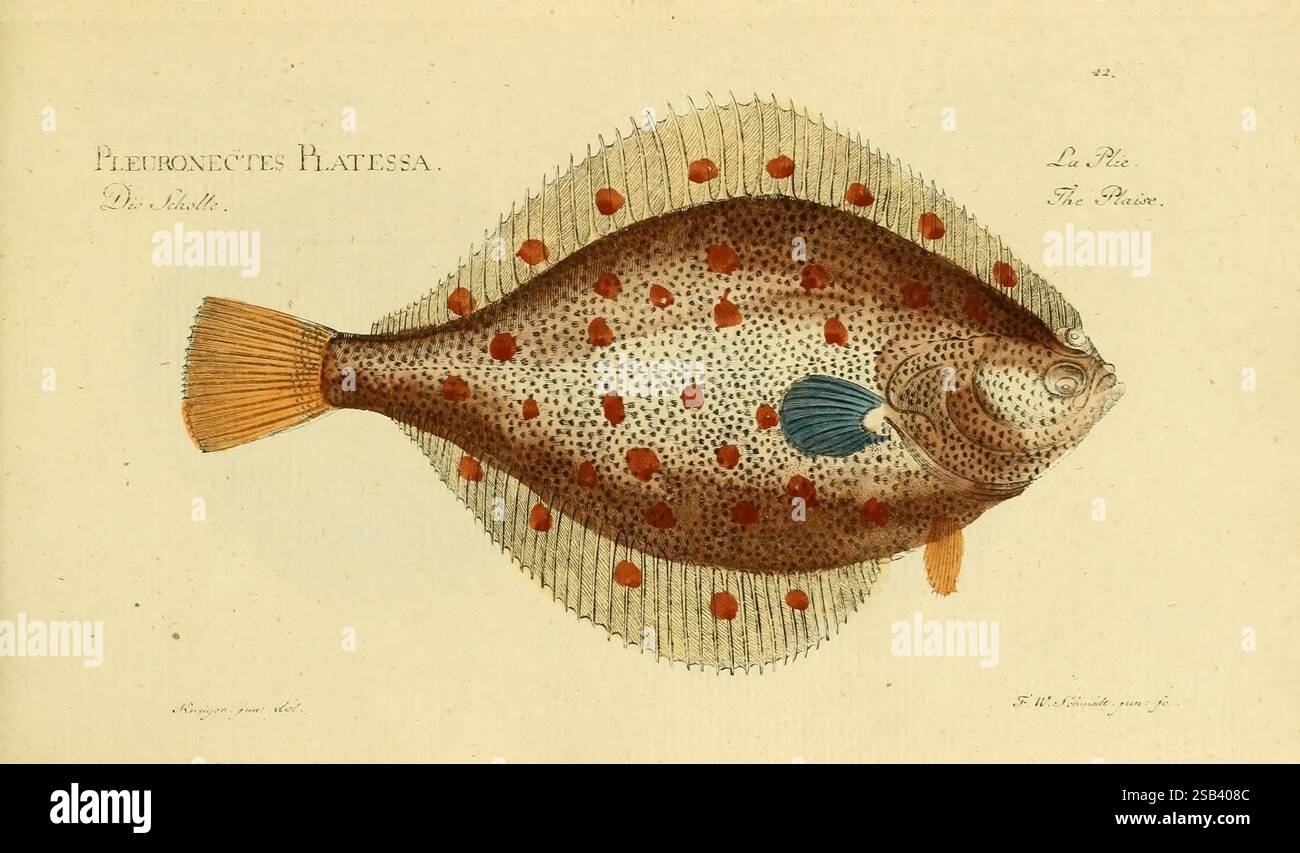 Fish alongside text hi-res stock photography and images - Alamy