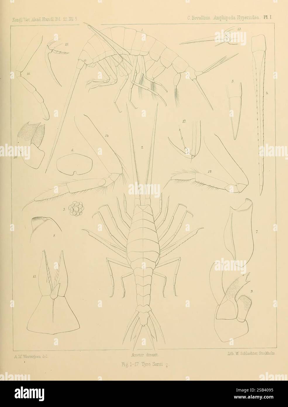 Contributions to a Monograph of the Amphipoda Hyperiidea, 1887-89 ...
