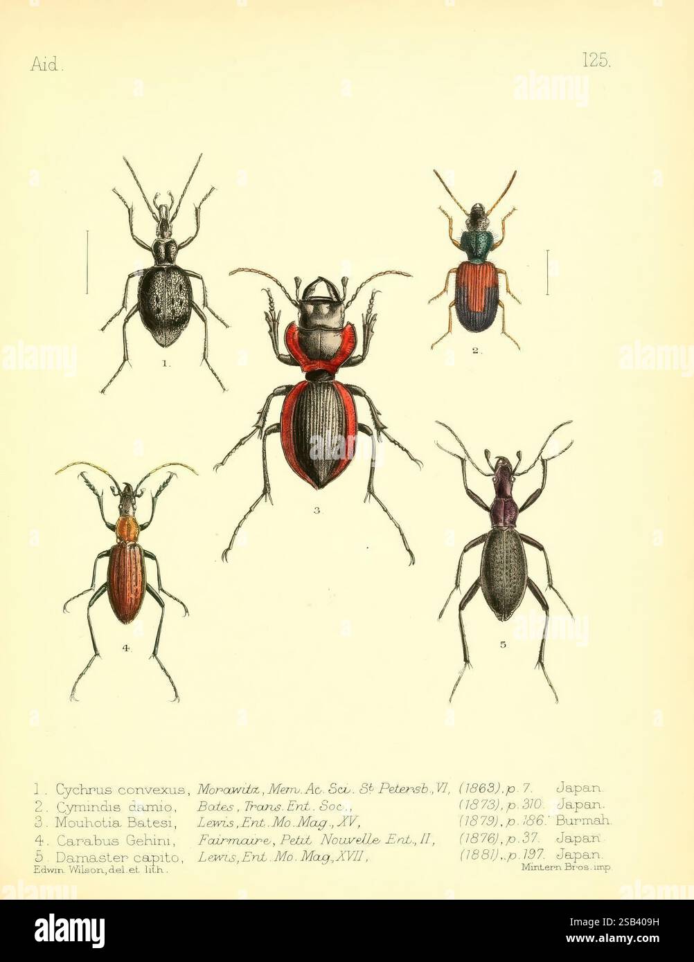 Carabus blaptoides hi-res stock photography and images - Alamy Carabus blaptoides hi-res stock photography and images - Alamy