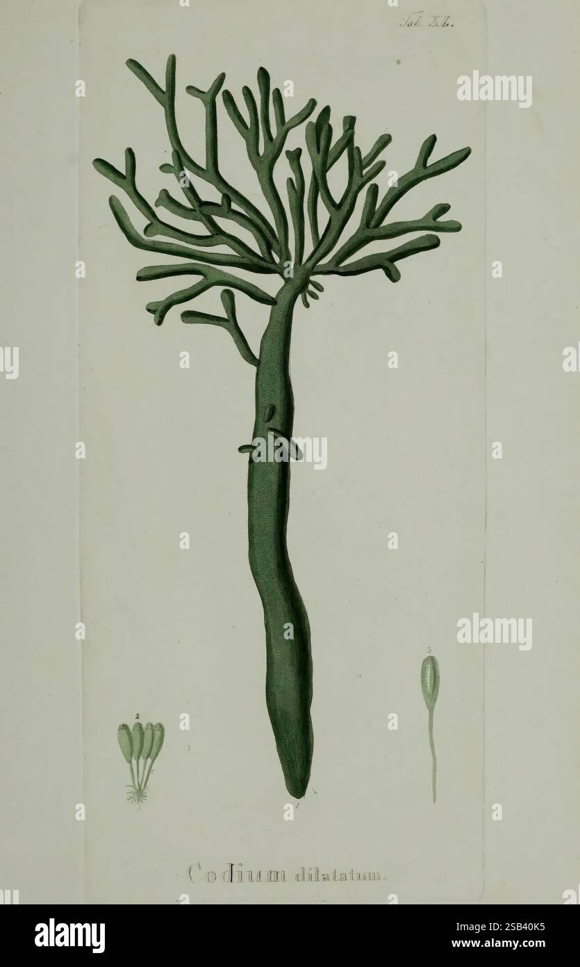 Hydrophytologiae Regni Neapolitani icones, Neapoli, Ex Typographia ...