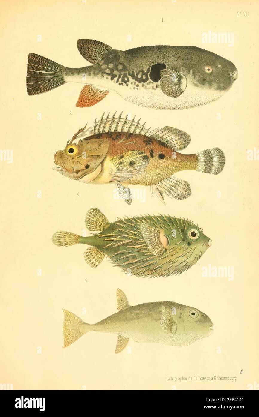 Distinct Fish Third fish stands hi-res stock photography and images - Alamy