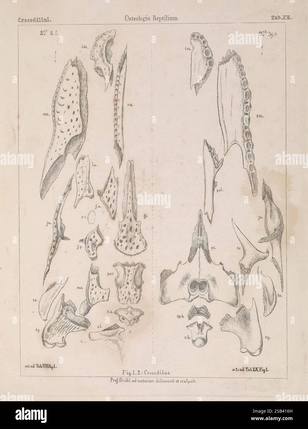 Skeleton Annotation Das Skelet der Krokodilinen, Wien, W. Braumüller, 1862, skeleton ...