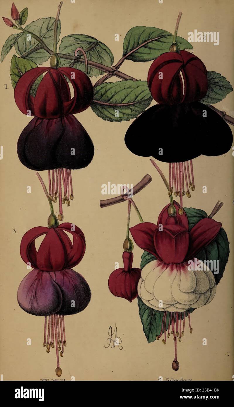 Fuchsia Blooms Journal Fuchsia Blooms Journal