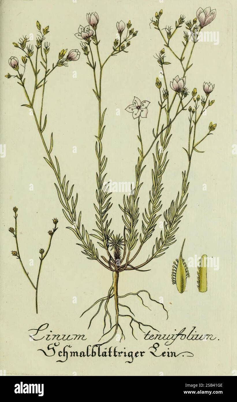 Plantarum indigenarum et exoticarum icones ad vivum coloratae, oder ...