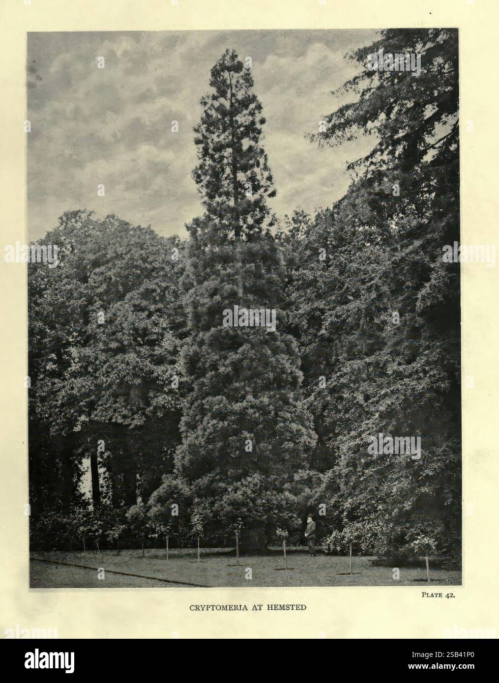 Elegant cryptomeria tree hi-res stock photography and images - Alamy