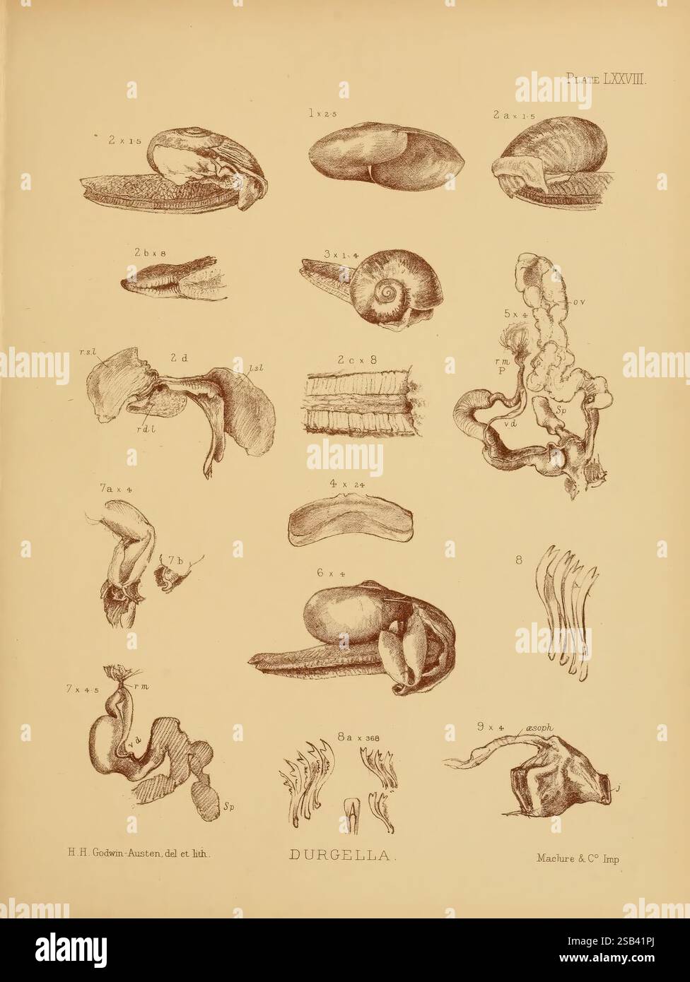 Label various anatomical features hi-res stock photography and images ...