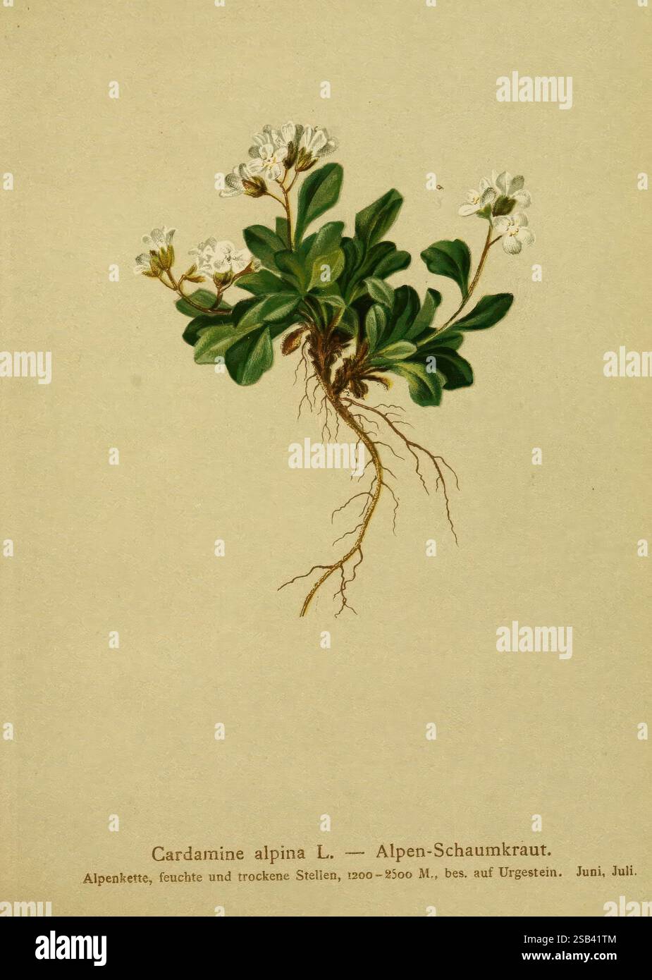 Atlas, der, Alpenflora Wien, 1882, alps, atlases, mountain, plants, the ...