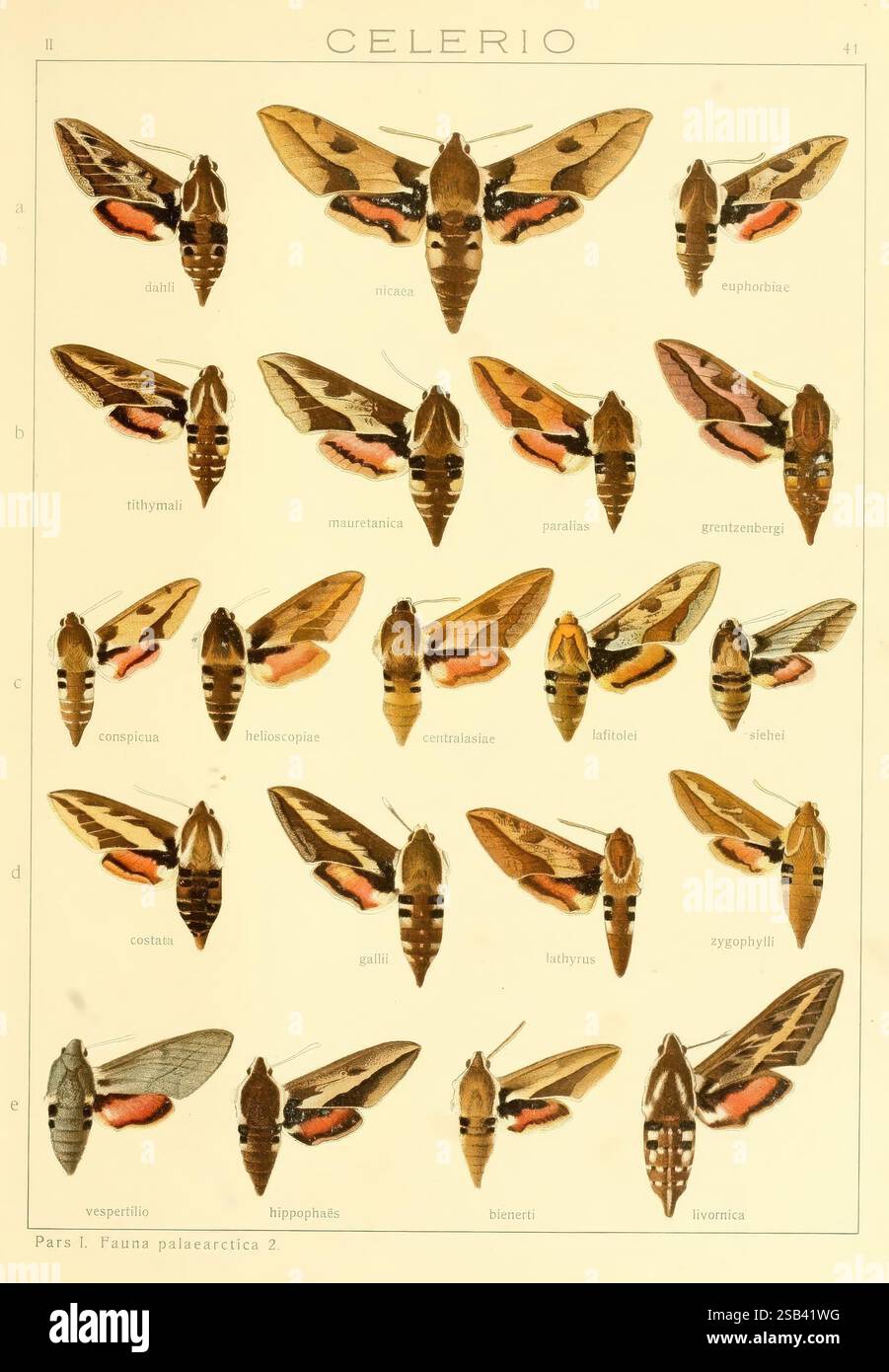 Die Gross-Schmetterlinge der Erde, Stuttgart, Alfred Kernen, 1909 ...