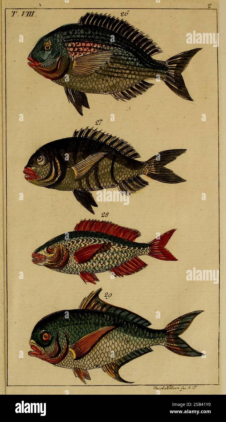 Second fish stands hi-res stock photography and images - Alamy