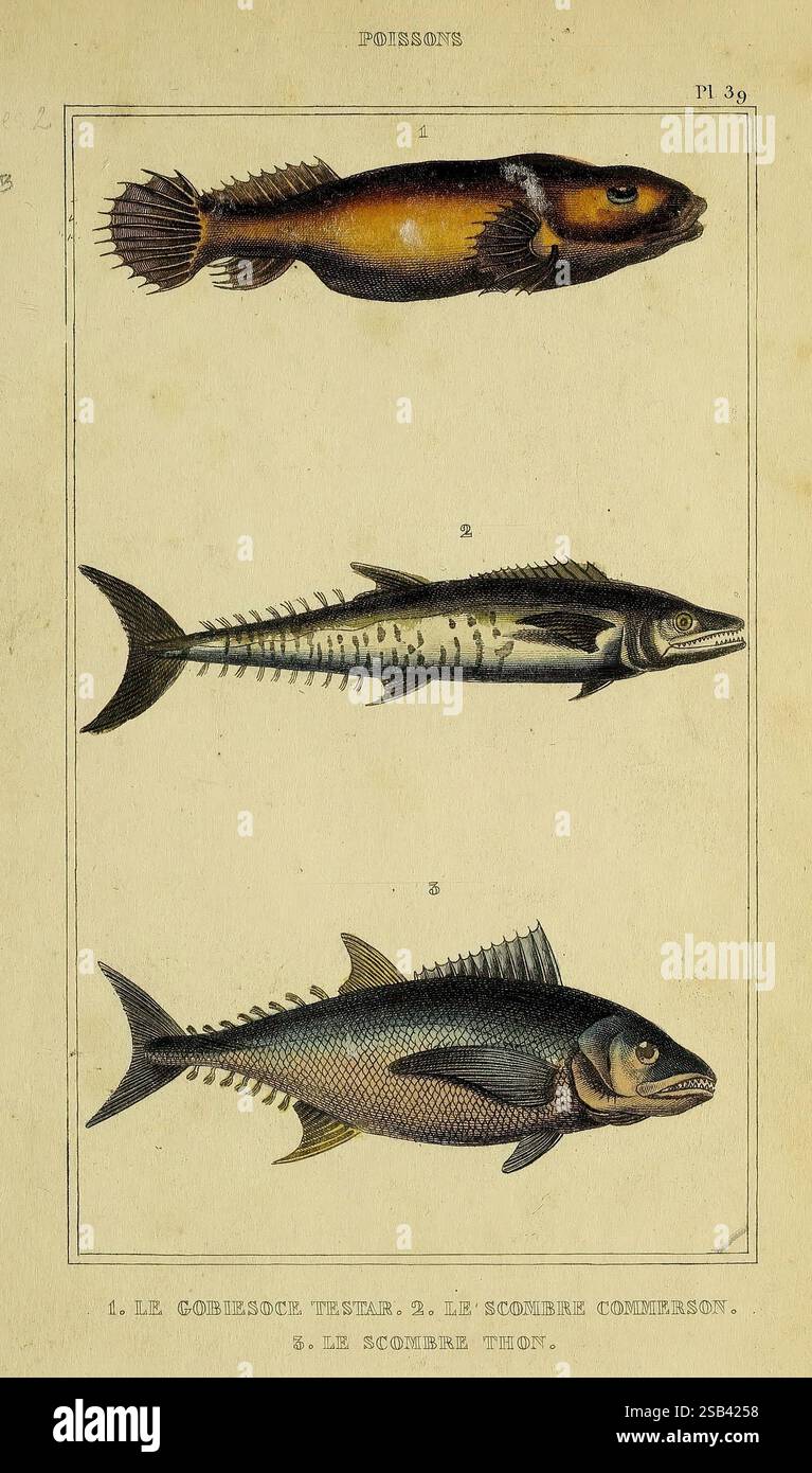 Robust fish exhibits hi-res stock photography and images - Alamy