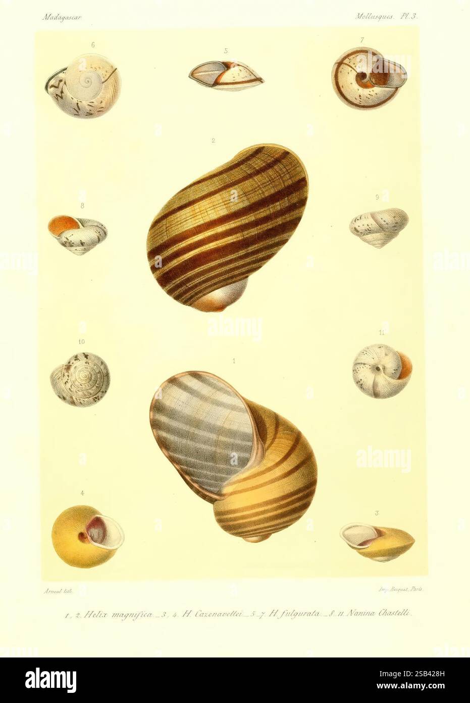 Shell Naturele Histoire physique naturelle et politique de Madagascar Paris Impr ...