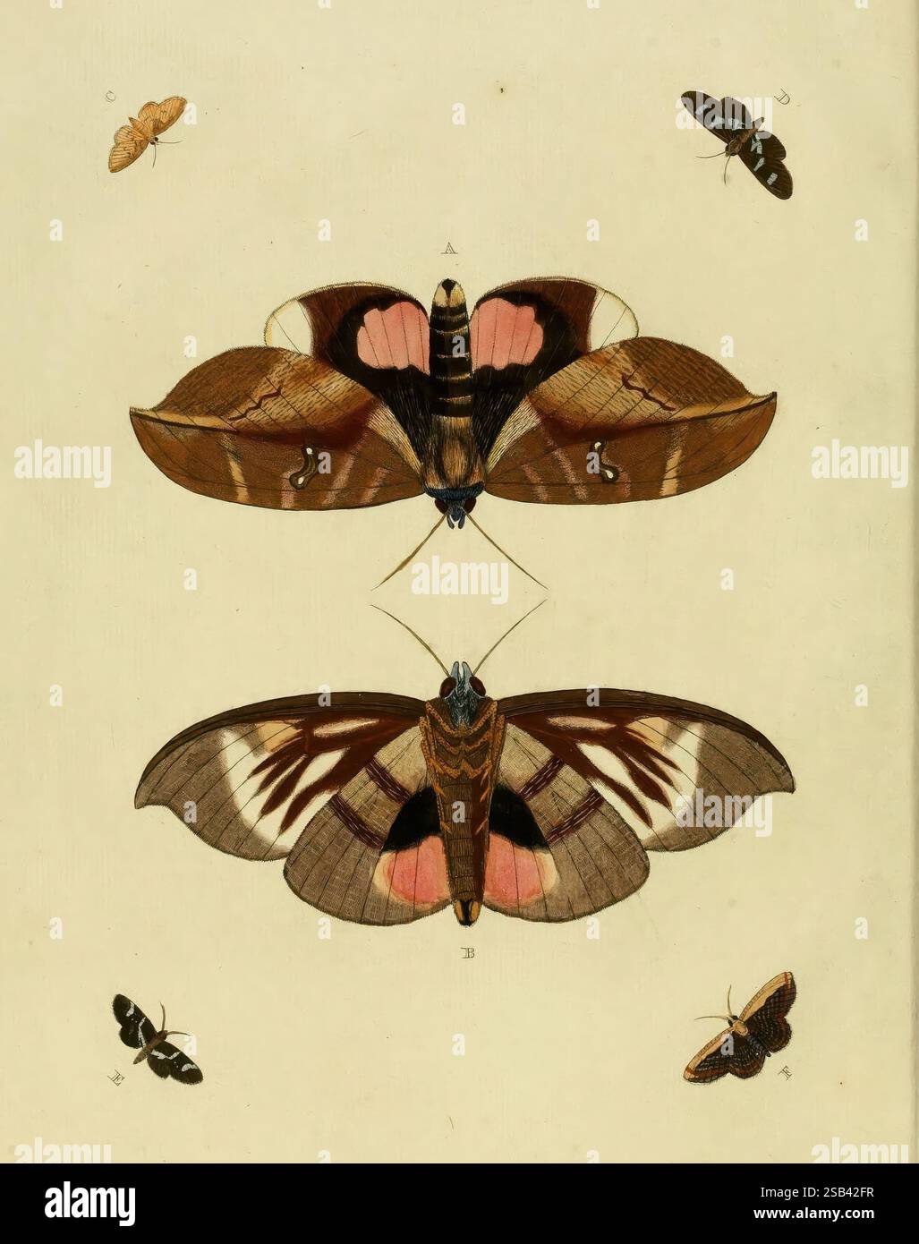 Labelled Moth Two moths labeled hi-res stock photography and images - Alamy