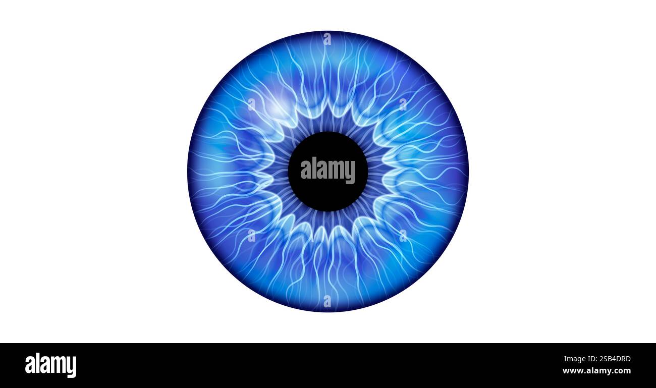 Illustration of a blue iris. The iris is the coloured part of the eye ...