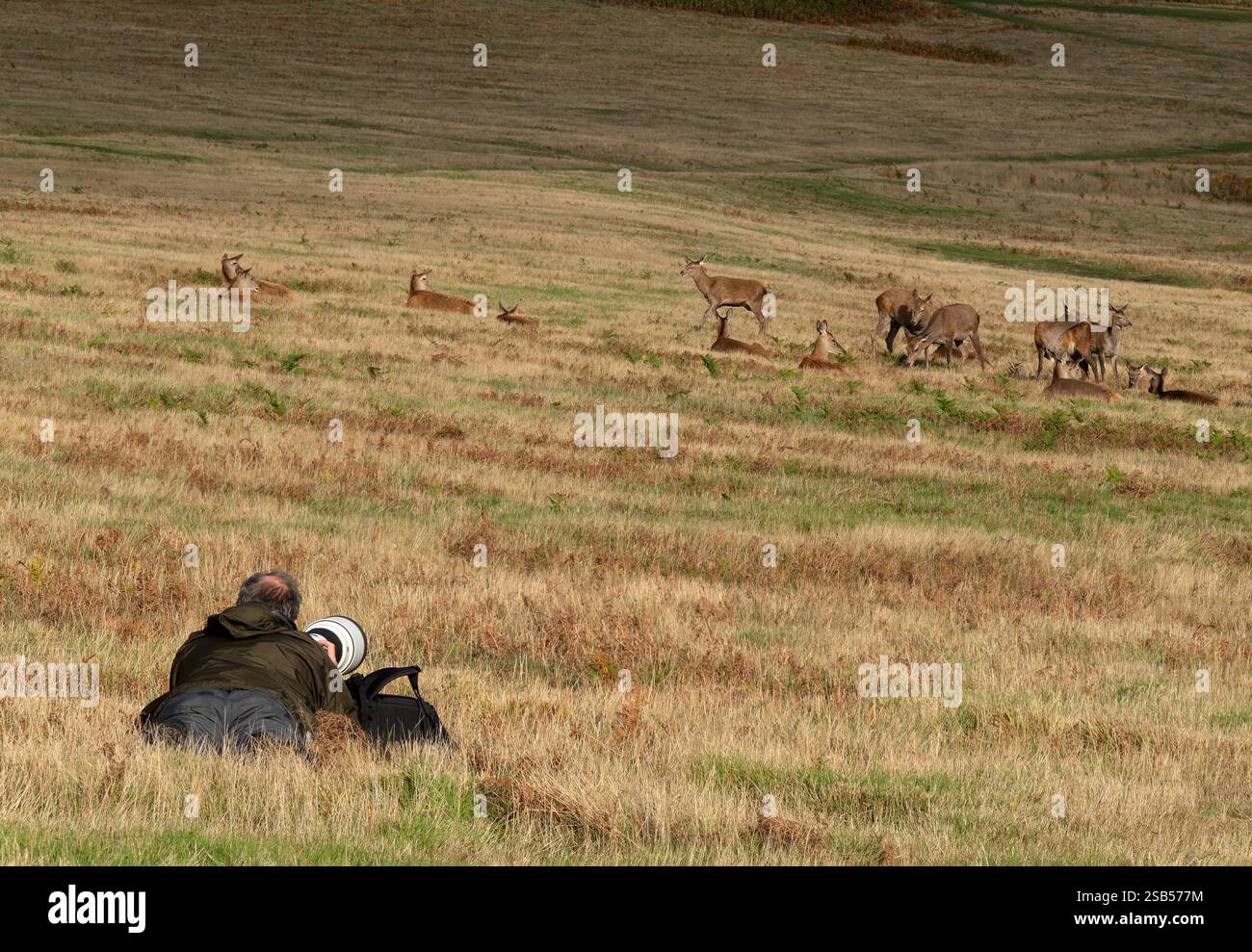 Male wildlife photographer lying down with telephoto lens photographing a herd of Red Deer in Bradgate Park, Leicestershire, England UK Stock Photo