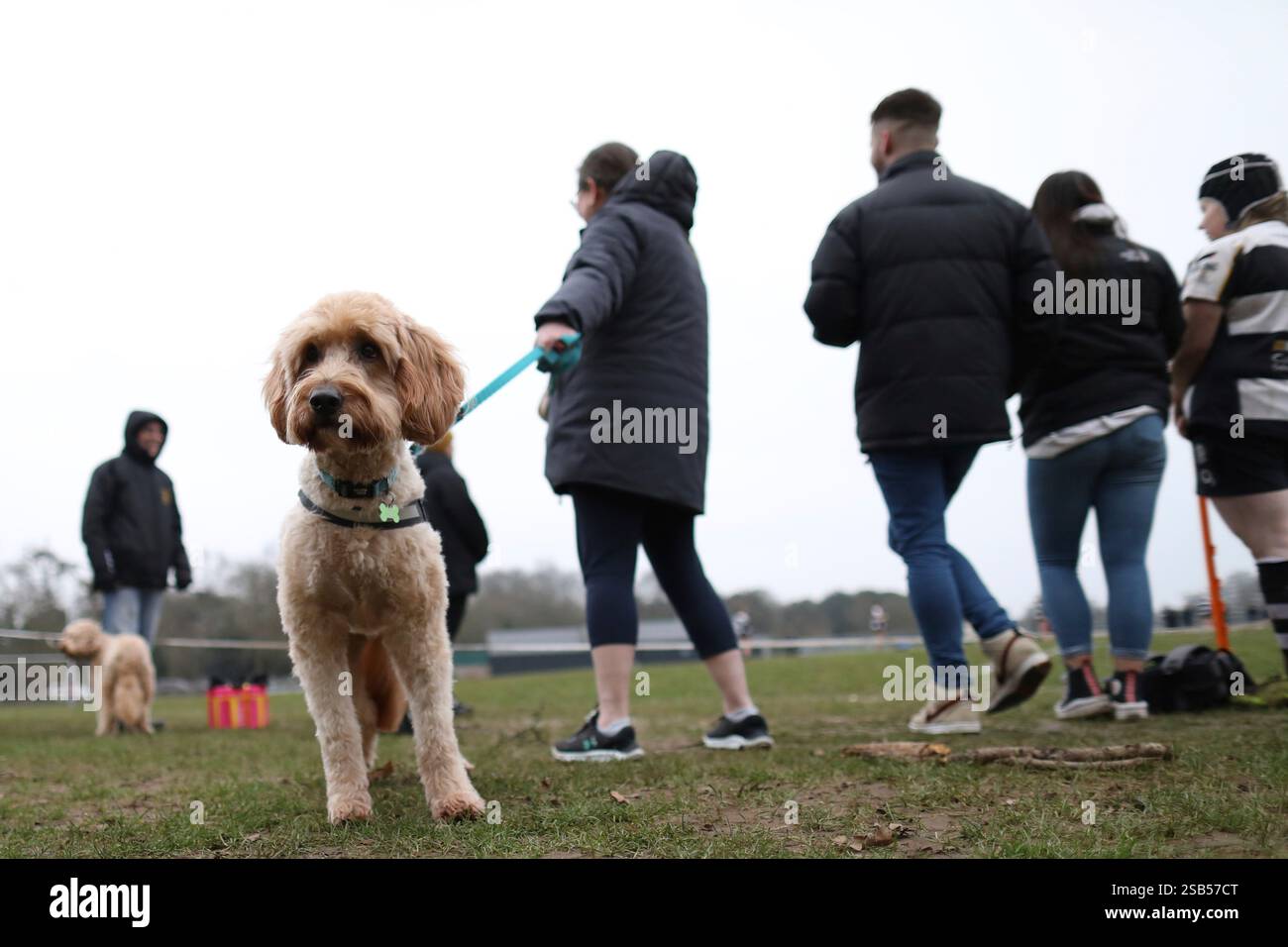 Spectator Watching Rugby Match Spectators and dogs watch play during the rugby match between ...