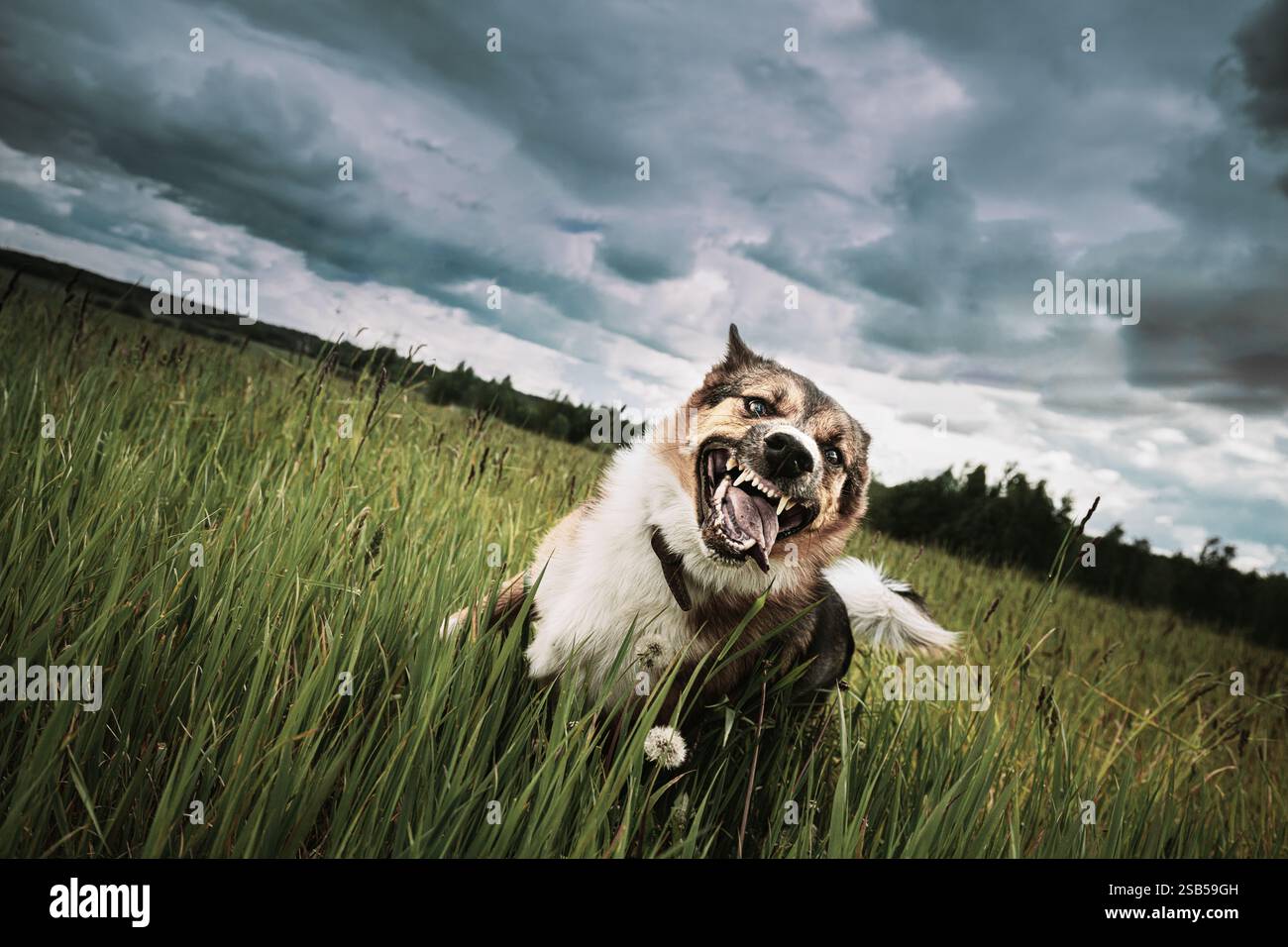 Dog tooth angry hi-res stock photography and images - Alamy, image size:1300x956