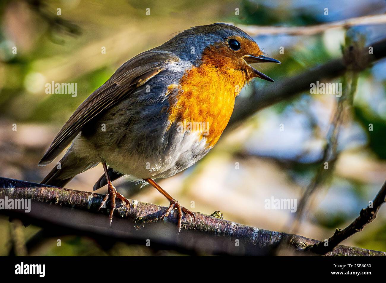 Male robin singing on a branch. Stock Photo