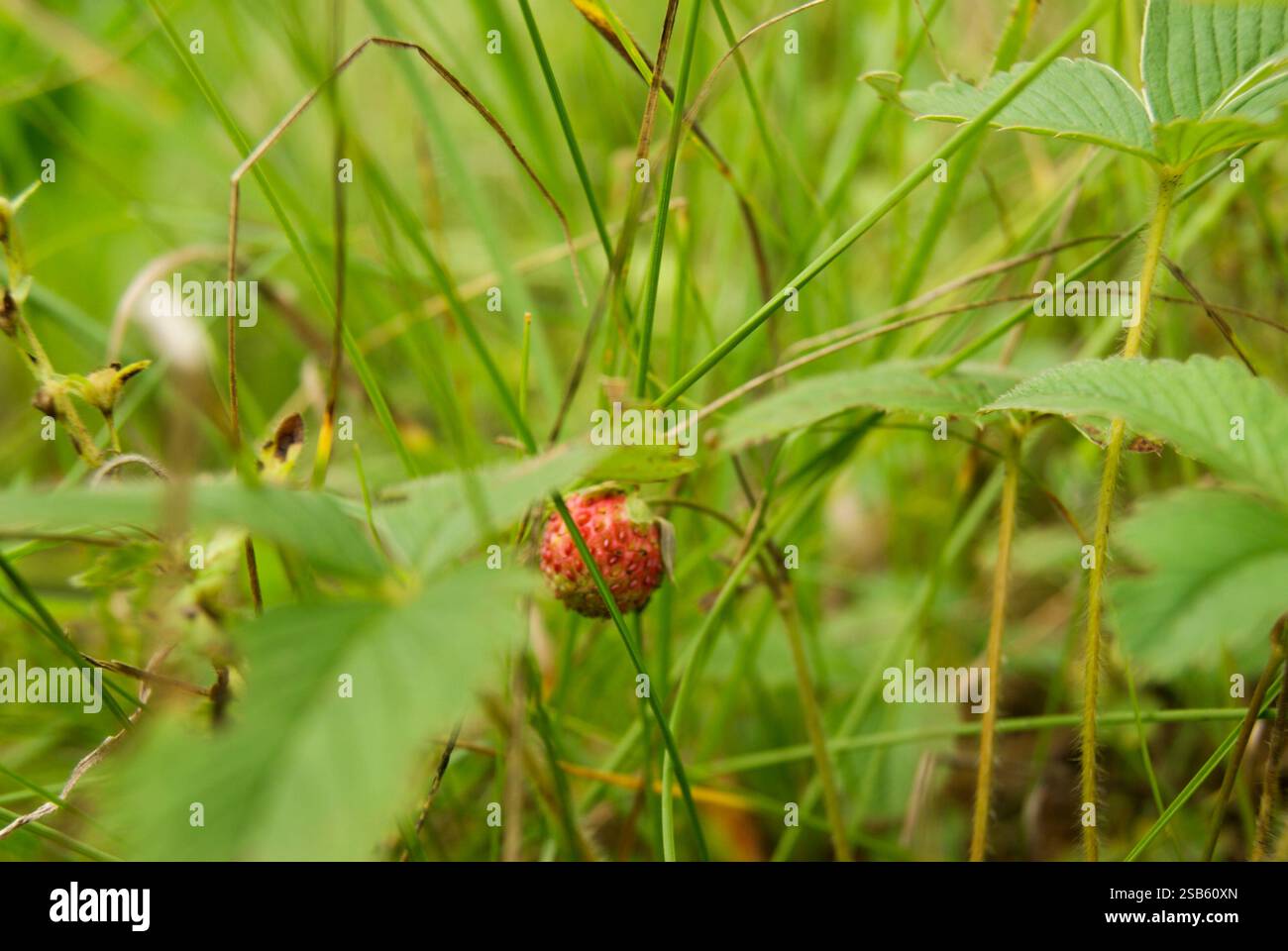 Wild Strawberry Growing in Grass Stock Photo - Alamy