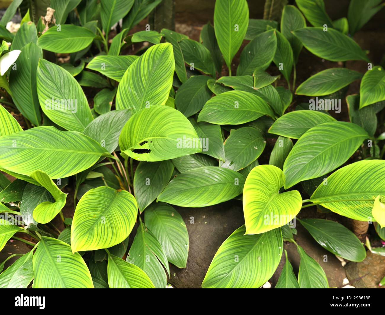 A Cluster Of Leaves From The Spathiphyllum Sensation Or Peace Lily a-cluster-of-leaves-from-the-spathiphyllum-sensation-or-peace-lily