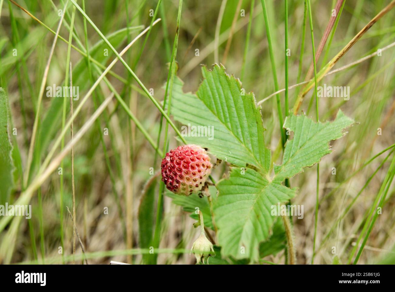 Wild Strawberry Growing in Grass Stock Photo - Alamy