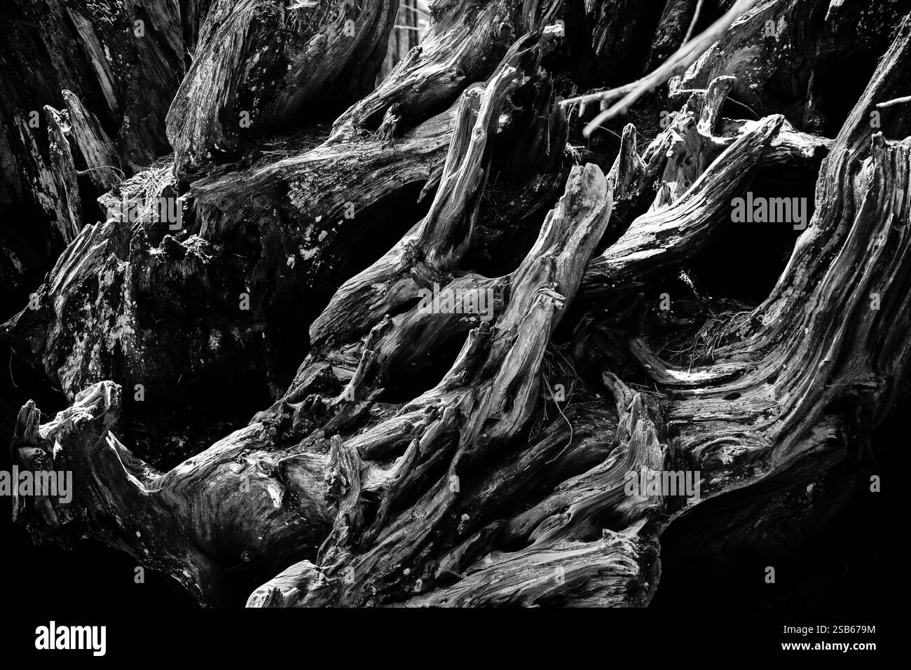 Giant Sequoia Roots in California Stock Photo - Alamy