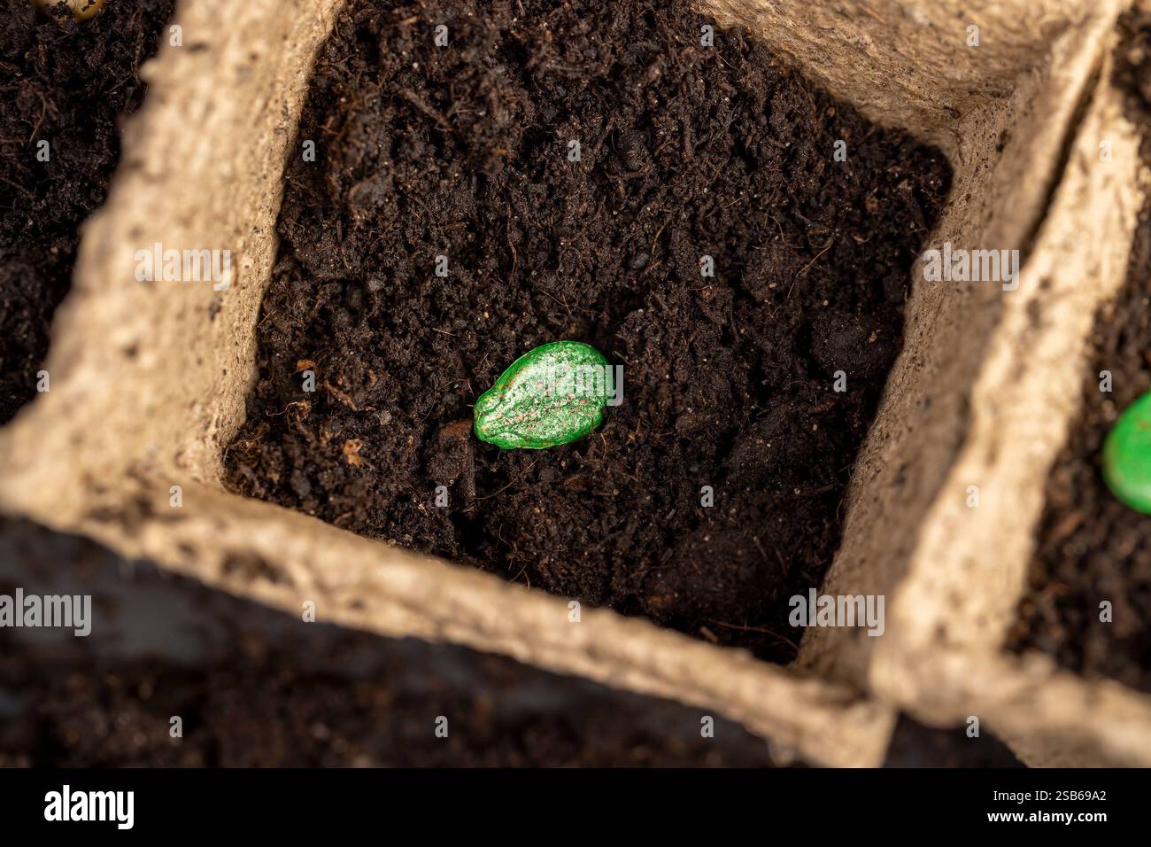 pumpkin seed in dark soil in cardboard cups closeup, poured black soil ...