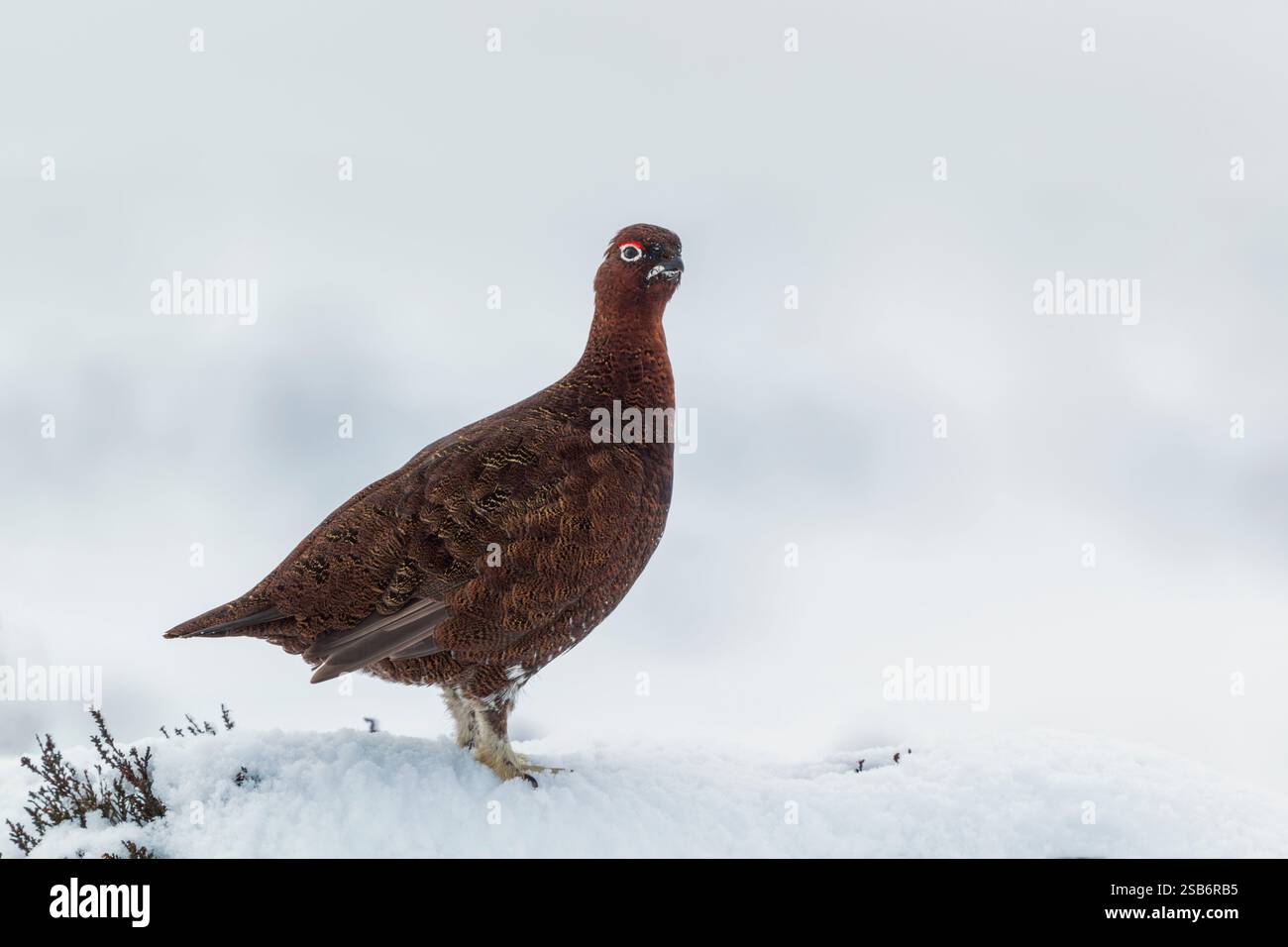Male red grouse (Lagopus lagopus scotica) adult standing on snow covered heather with head turned towards camera in North York Moors national park - Stock Image