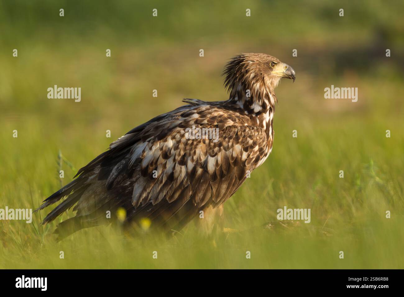 White-tailed eagle (Haliaeetus albicilla) side view of a juvenile sub adult bird standing on the ground among long grasses - Stock Image
