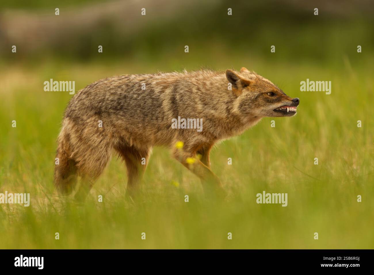European jackal (Canis aureus moreoticus) side veiw in an aggressive posture with ears flattened and teeth bared - Stock Image