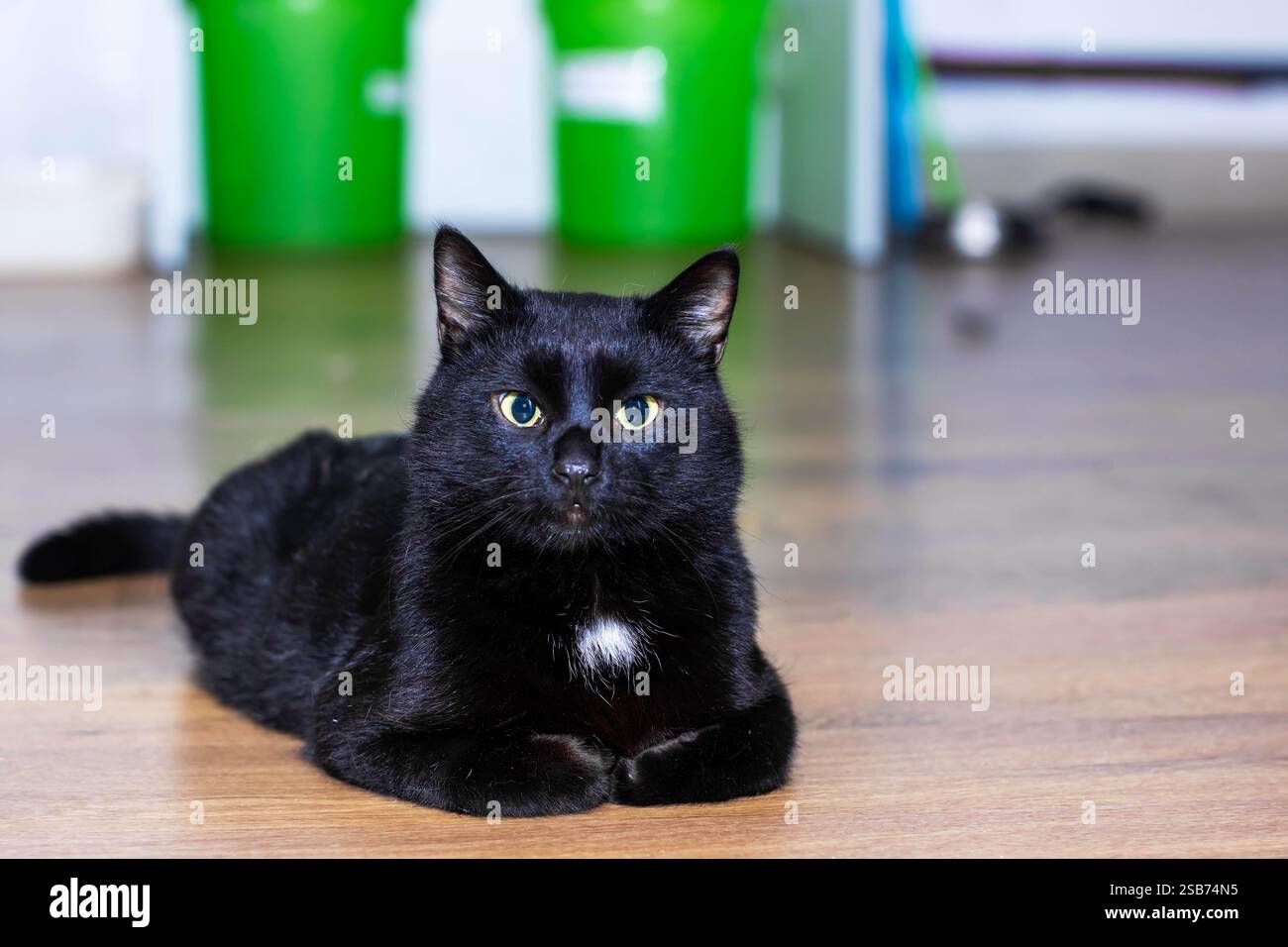 A sleek black cat with striking yellow eyes is comfortably laying on ...
