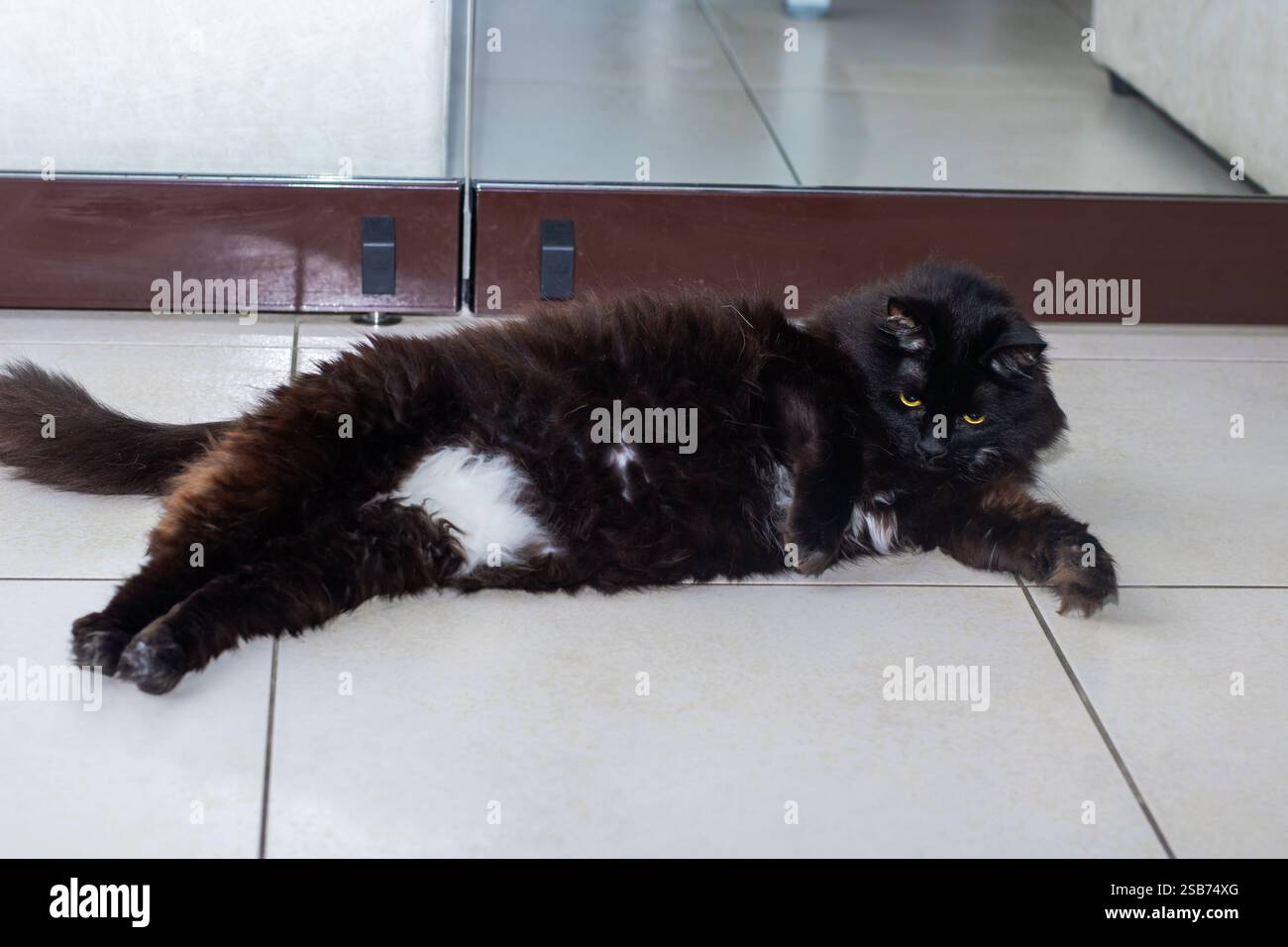 A sleek black cat with striking yellow eyes is comfortably laying on ...