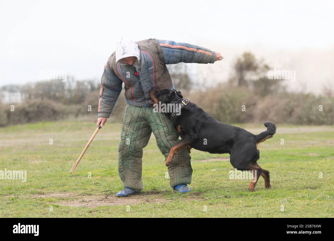 Sport Rottweiler young rottweiler training for protection sport and police Stock Photo ...