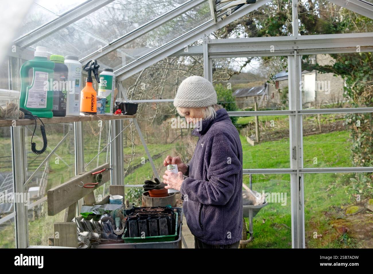 Older woman getting ready for spring in greenhouse sowing seeds into ...