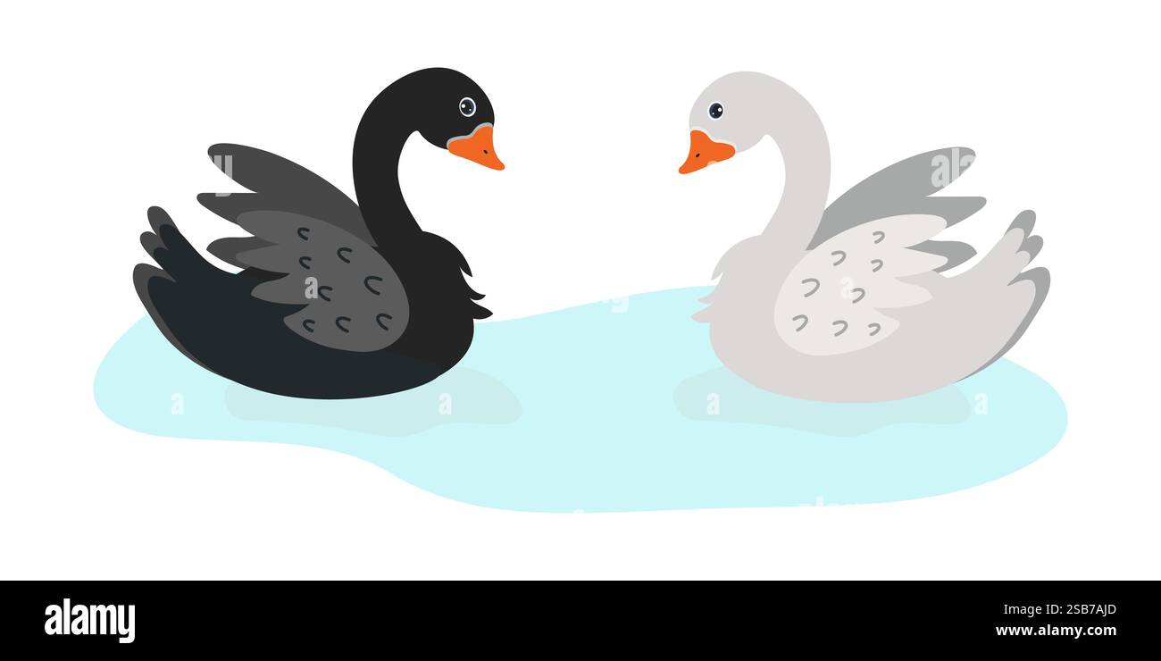 Two swans, one black and one white, elegantly glide across the calm ...