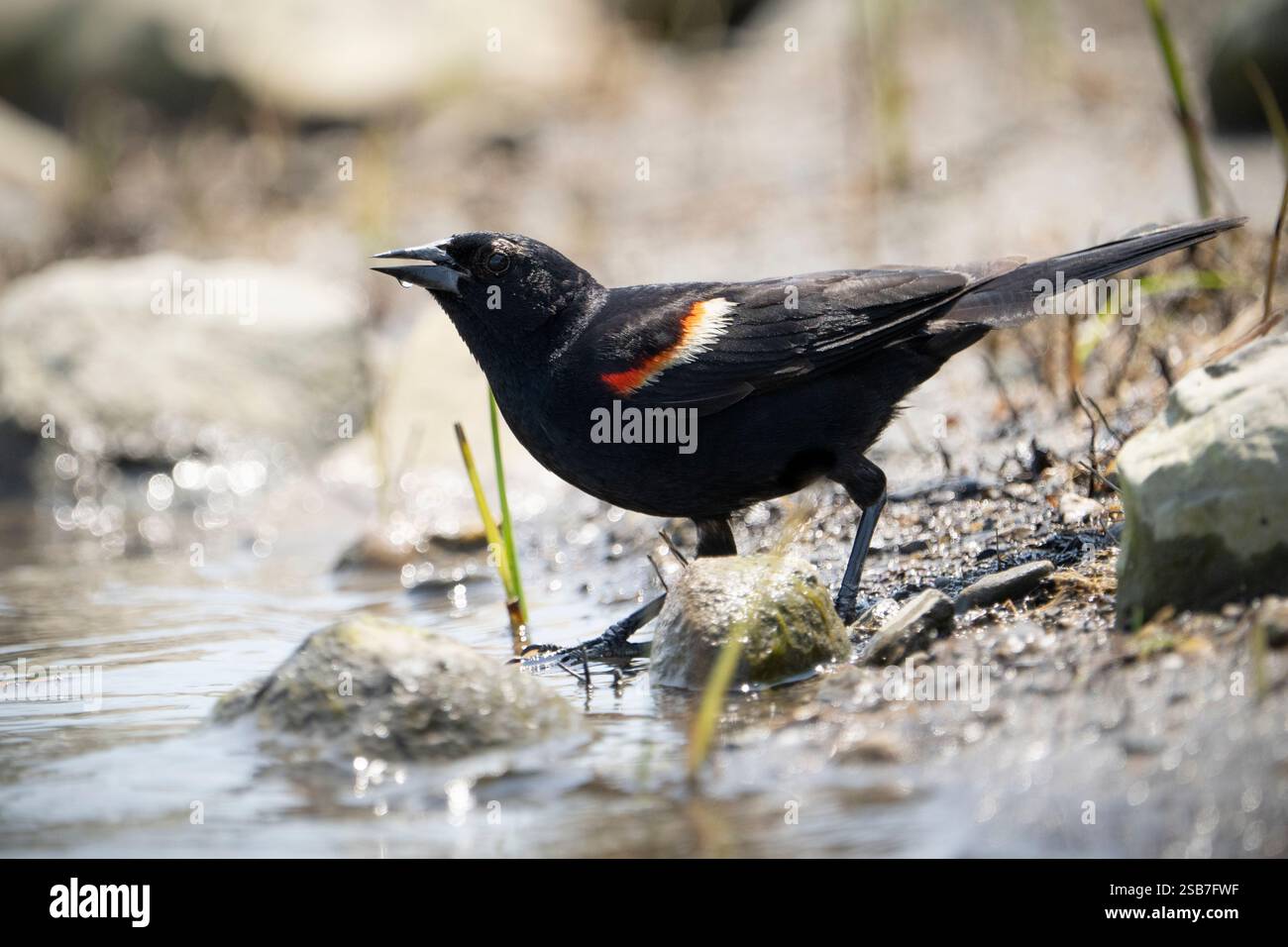 A male red winged blackbird foraging for food along the shores of the St. Lawrence River. Stock Photo