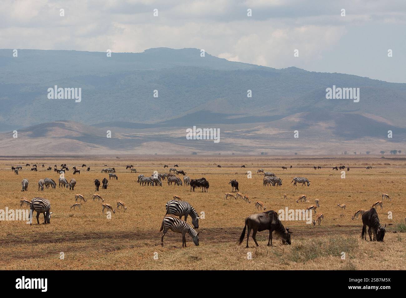 African wildlife landscape Stock Photo