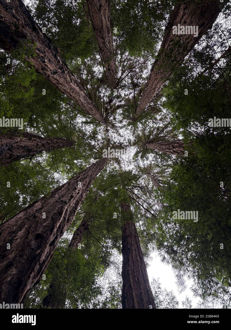 Vertical view of Big Sur Forest - Smartphone Captured Stock Image