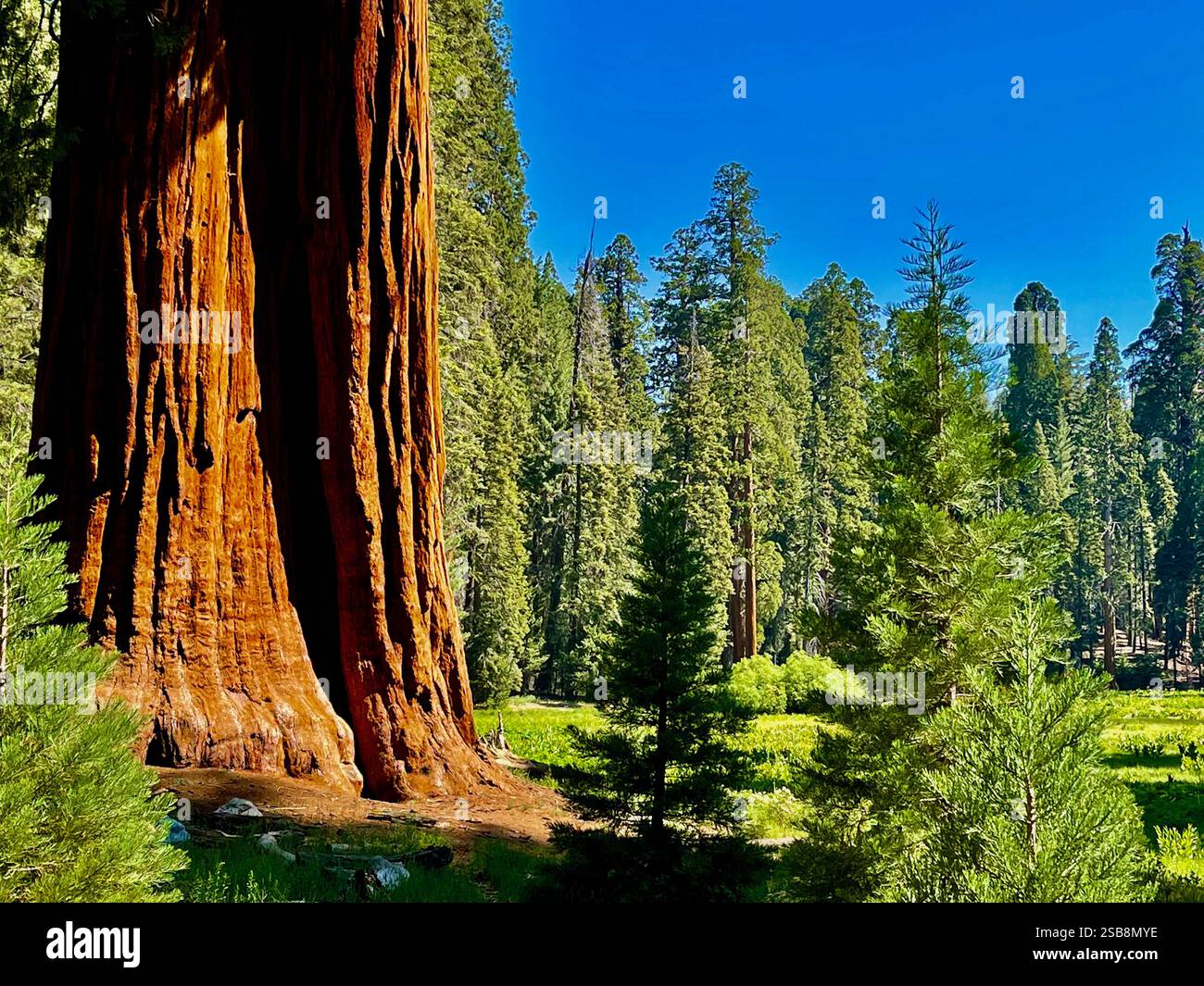 Beautiful brown sequoia trunk in a field of tall green trees with a bright blue sky, nature landscape, giant tree, California - Smartphone Captured Stock Image