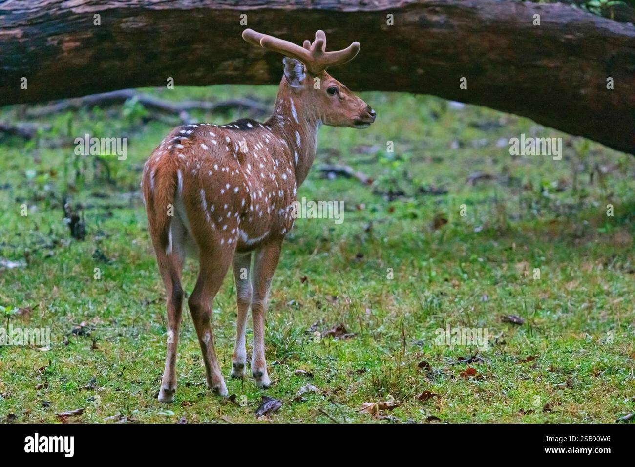 Chital or Spotted Deer (Axis axis)in Nagarhole National Park, part of ...