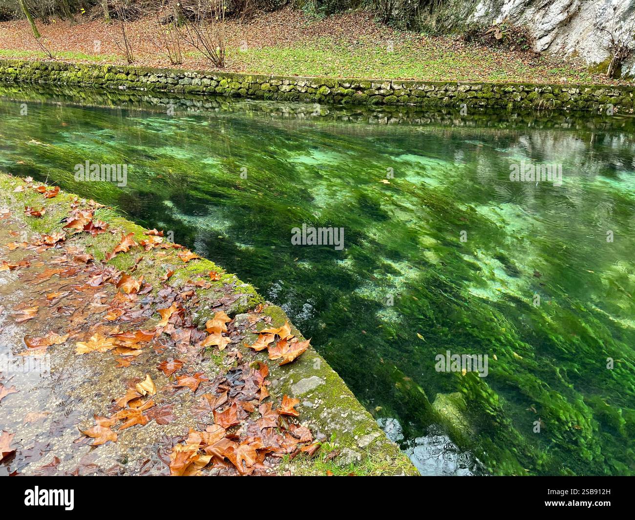 Polgenico, Italy. Aquatic plants in the Gogazzo spring. - Smartphone Captured Stock Image