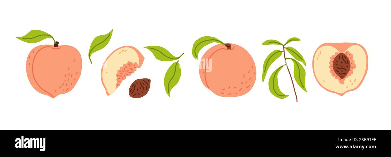 Colorful illustration of apples showcasing different stages and slices ...