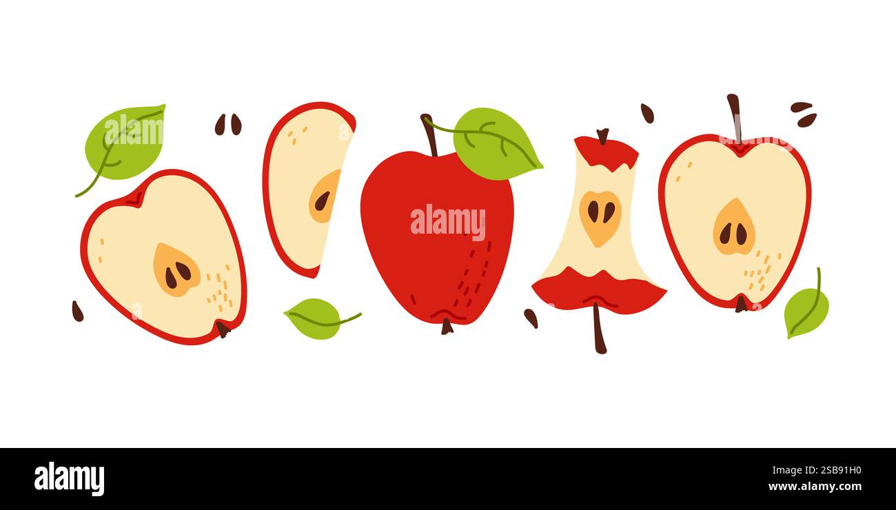 Colorful illustration of apples showcasing different stages and slices ...
