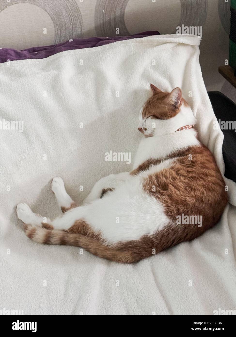 The ginger cat is sleeping on its side. Oblique Angle. Stock Photo