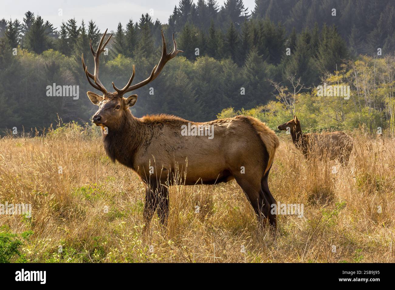 An eight-point stag proudly standing in a green meadow in the Redwood ...