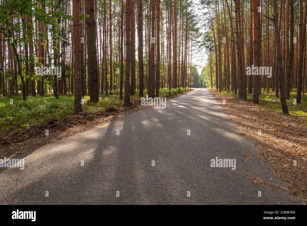 Asphalt road through summer forest hi-res stock photography and images ...