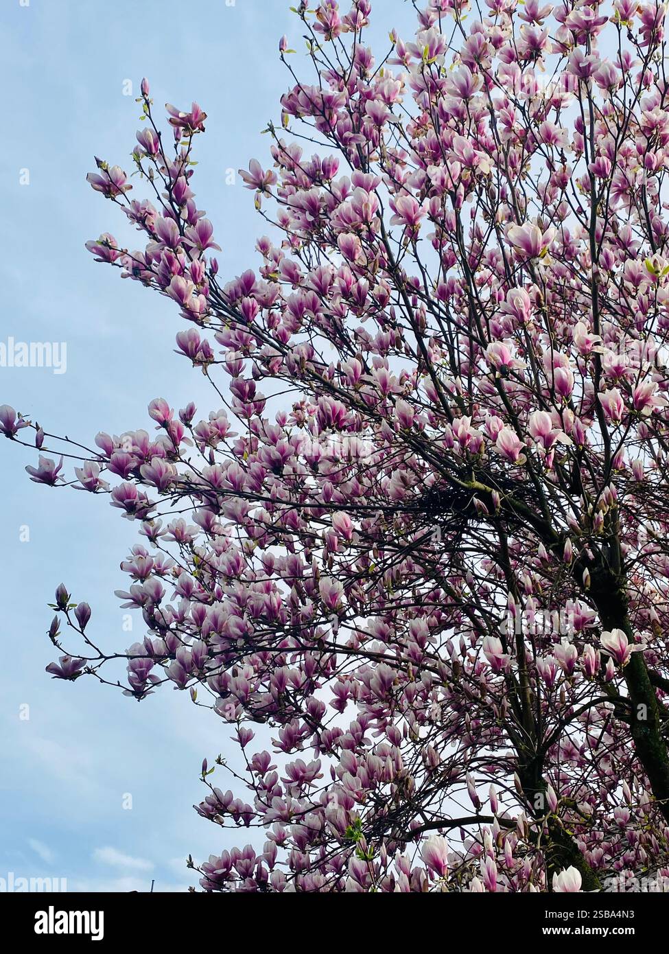 Spring vibe with magnolia blossom and blue sky - Smartphone Captured Stock Image