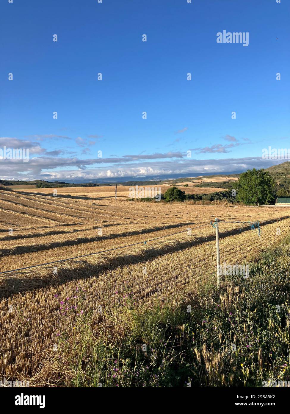 Harvest Time - Smartphone Captured Stock Image