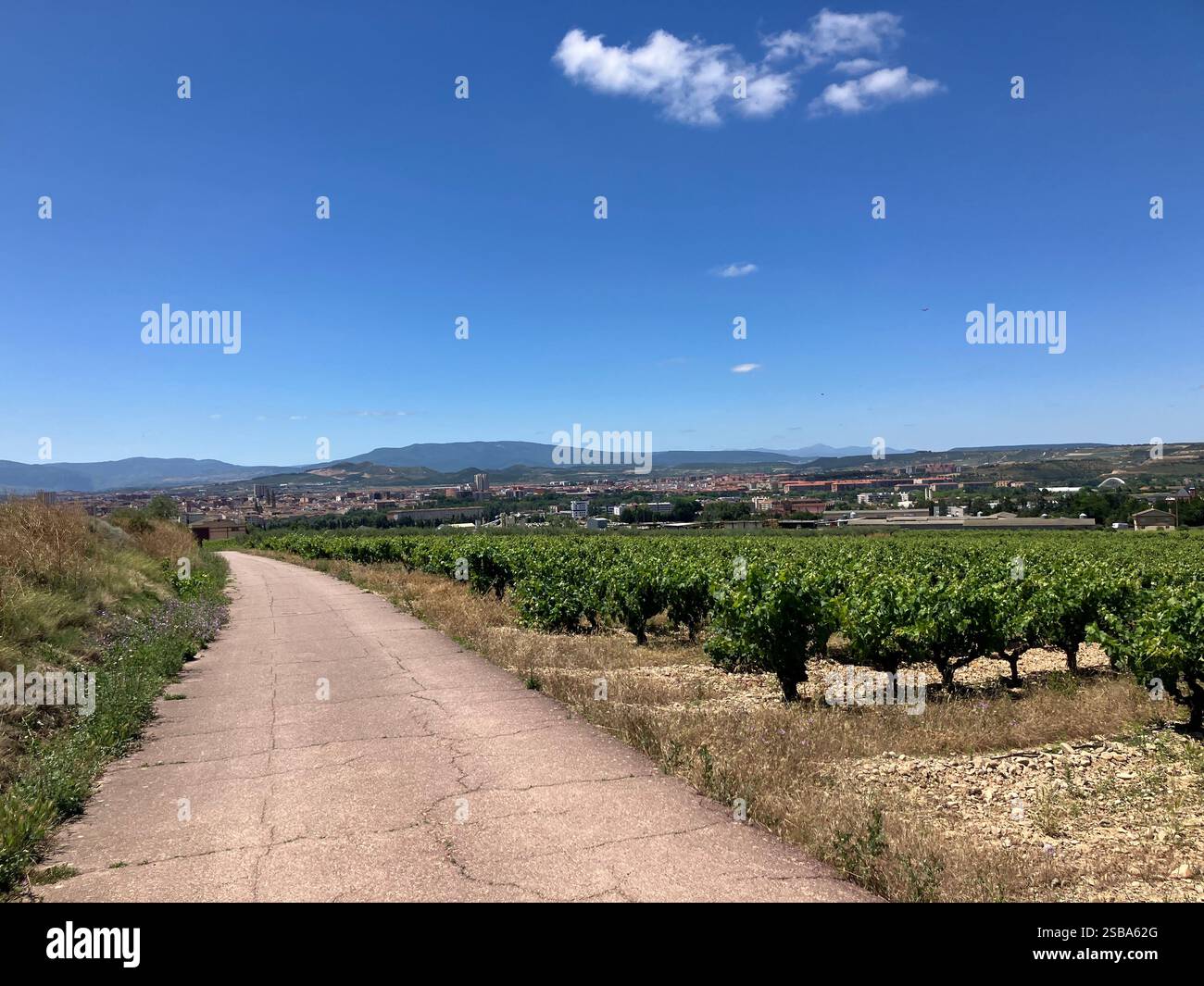 Walking through the Vineyards of La Rioja. One of the Most Presttigious Wine Making Regions in the World Known for Tempranillo-based Red Wines. - Smartphone Captured Stock Image